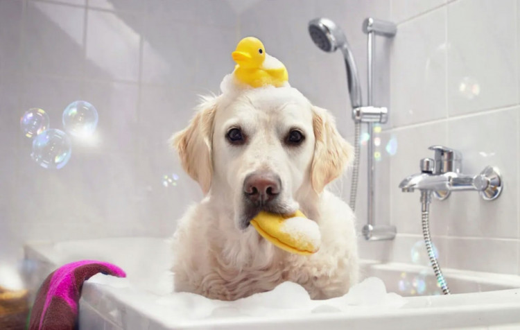 Dctr.Go Шампунь-бальзам для животных Sнampoo Therapy "Мультиуход" 1000 ml в Челябинске